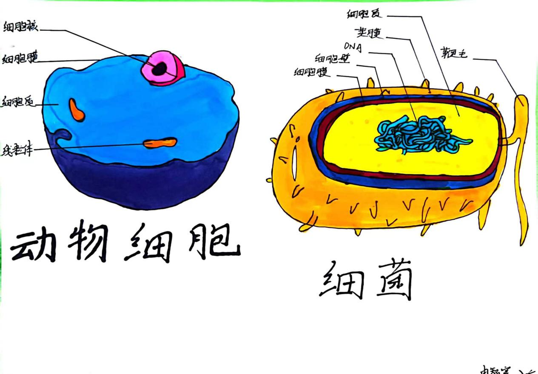 —八年级生物绘图比赛作品欣赏