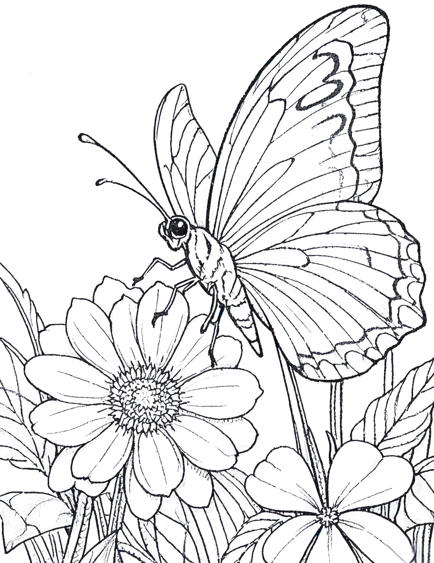 蝴蝶线描绘画技巧全解析