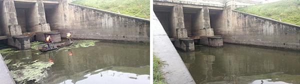 陈芝凤到马集河开展巡河活动