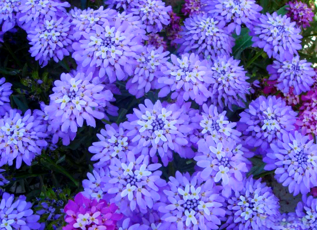 蜂室花种植全攻略:从播种到养护的实用技巧