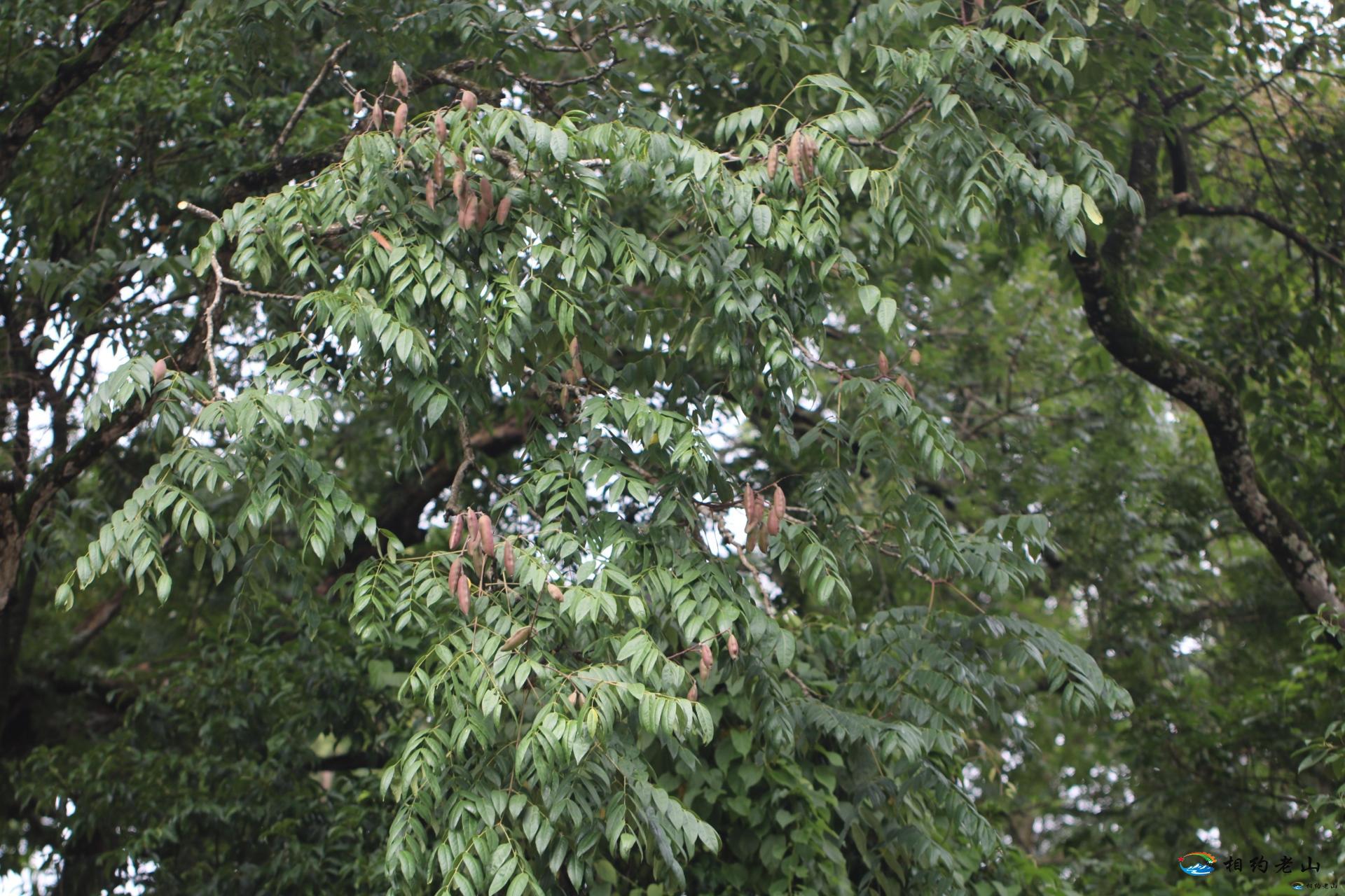 麻栗坡县首次发现肥皂荚