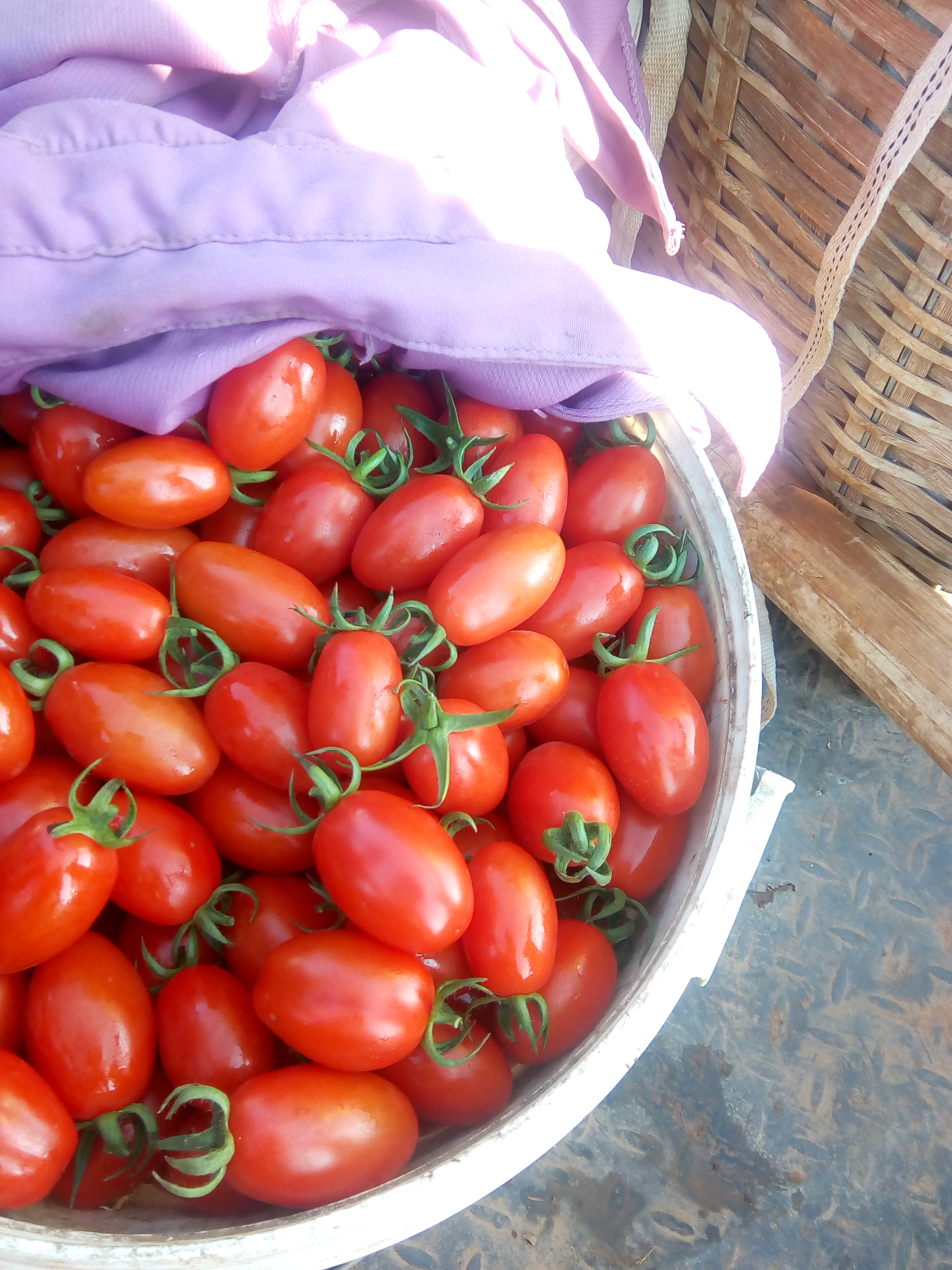 圣女果的营养价值以及食用注意