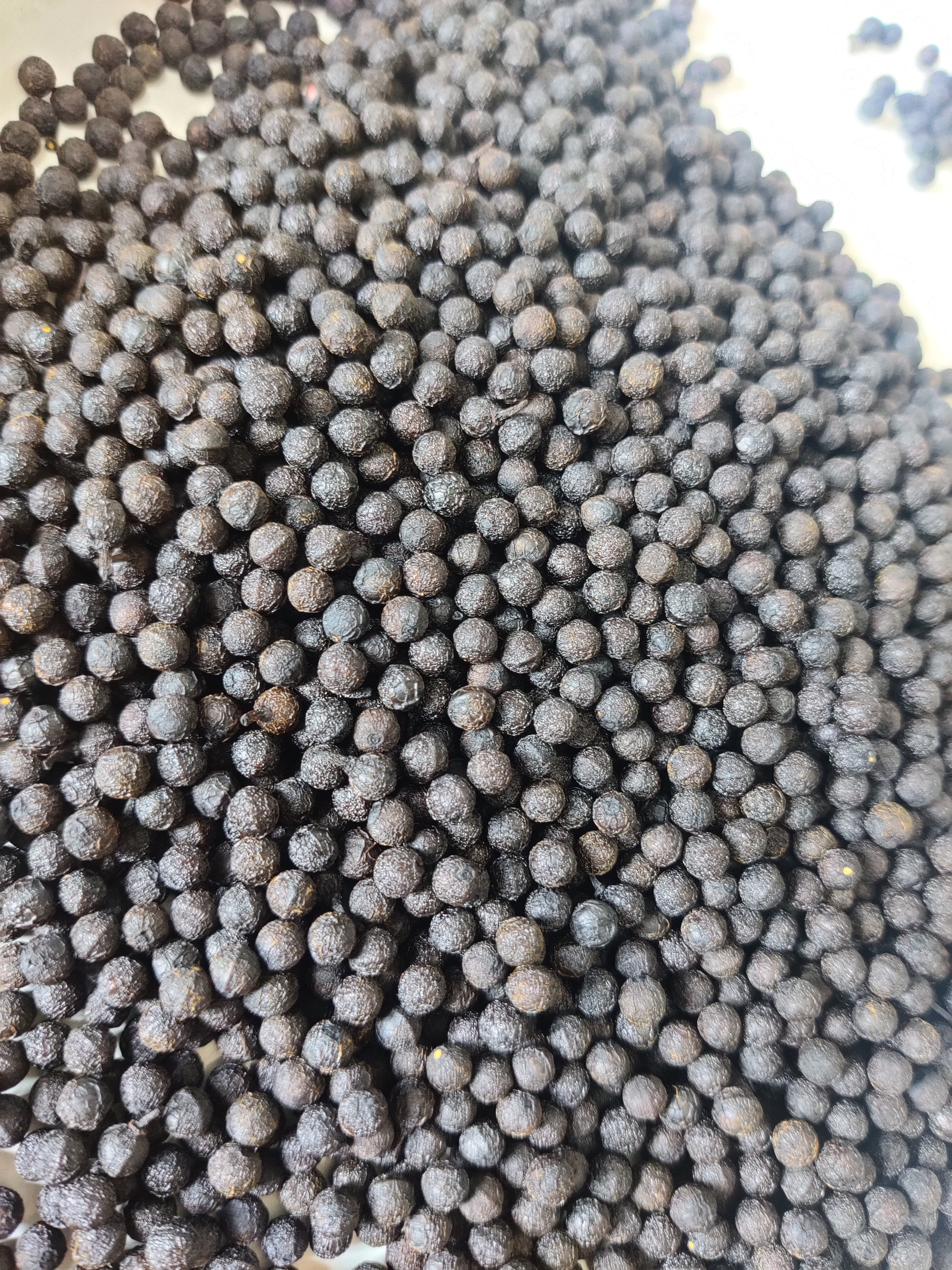 长年供应木姜子(山苍子)干货