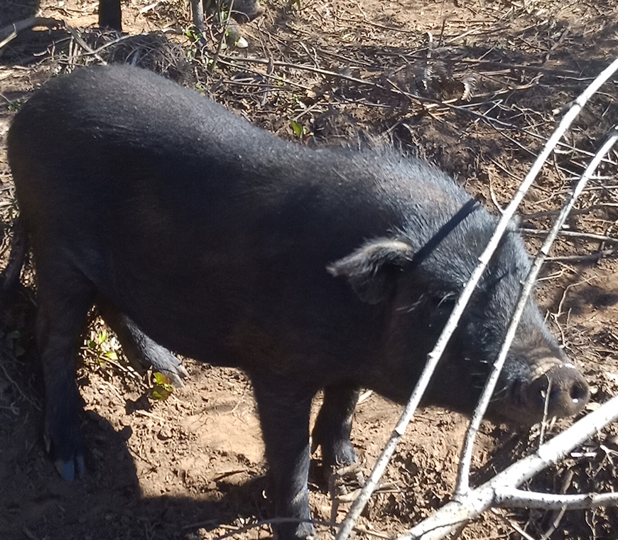 黑猪肉竟然这么特殊,怪不得卖得这么贵!