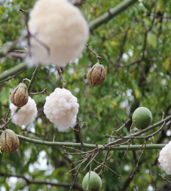 木棉树种子能贮藏多久