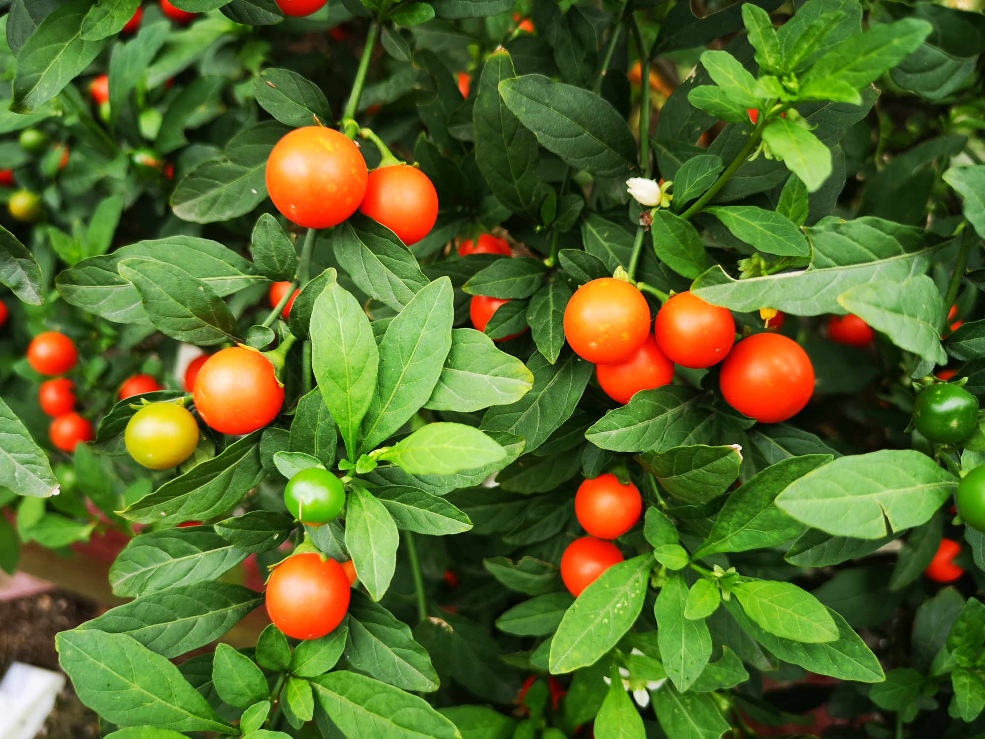 冬天来赏珊瑚樱,红果果缀满枝