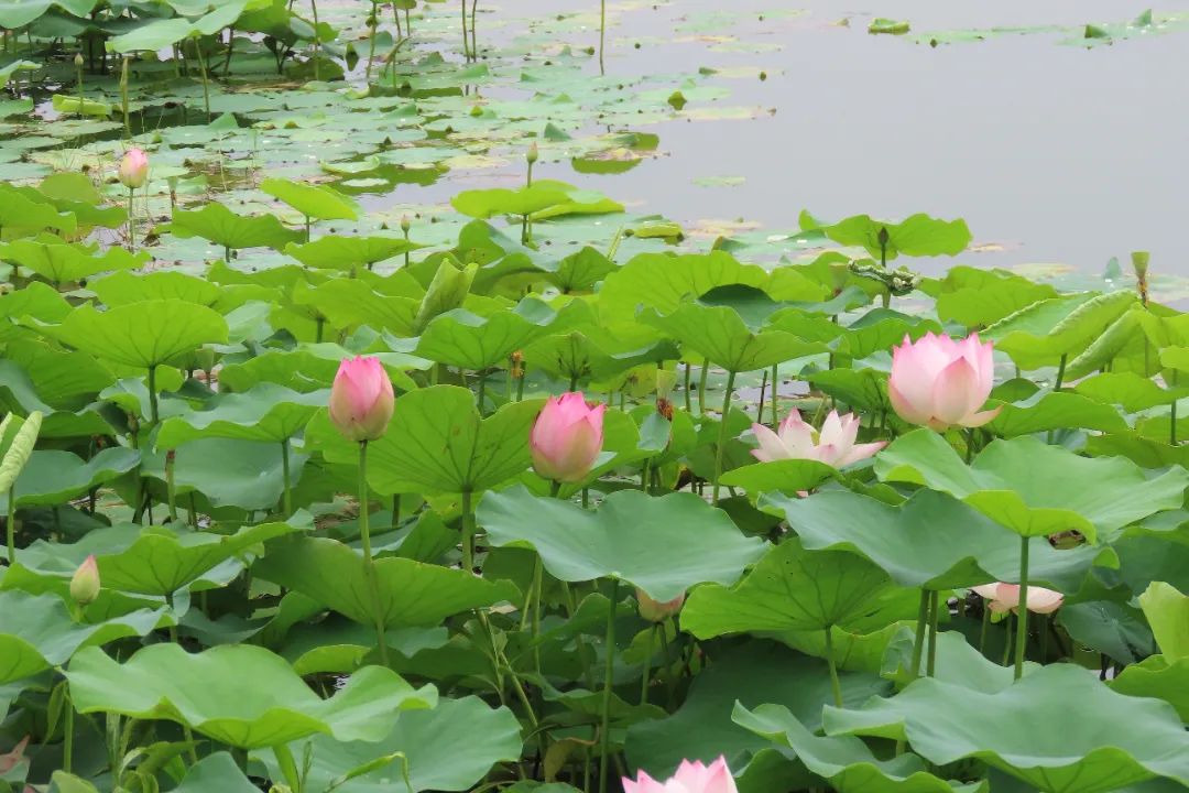 夏日渐深,哪里能邂逅美丽的荷花?厦门"赏荷地图"请收好