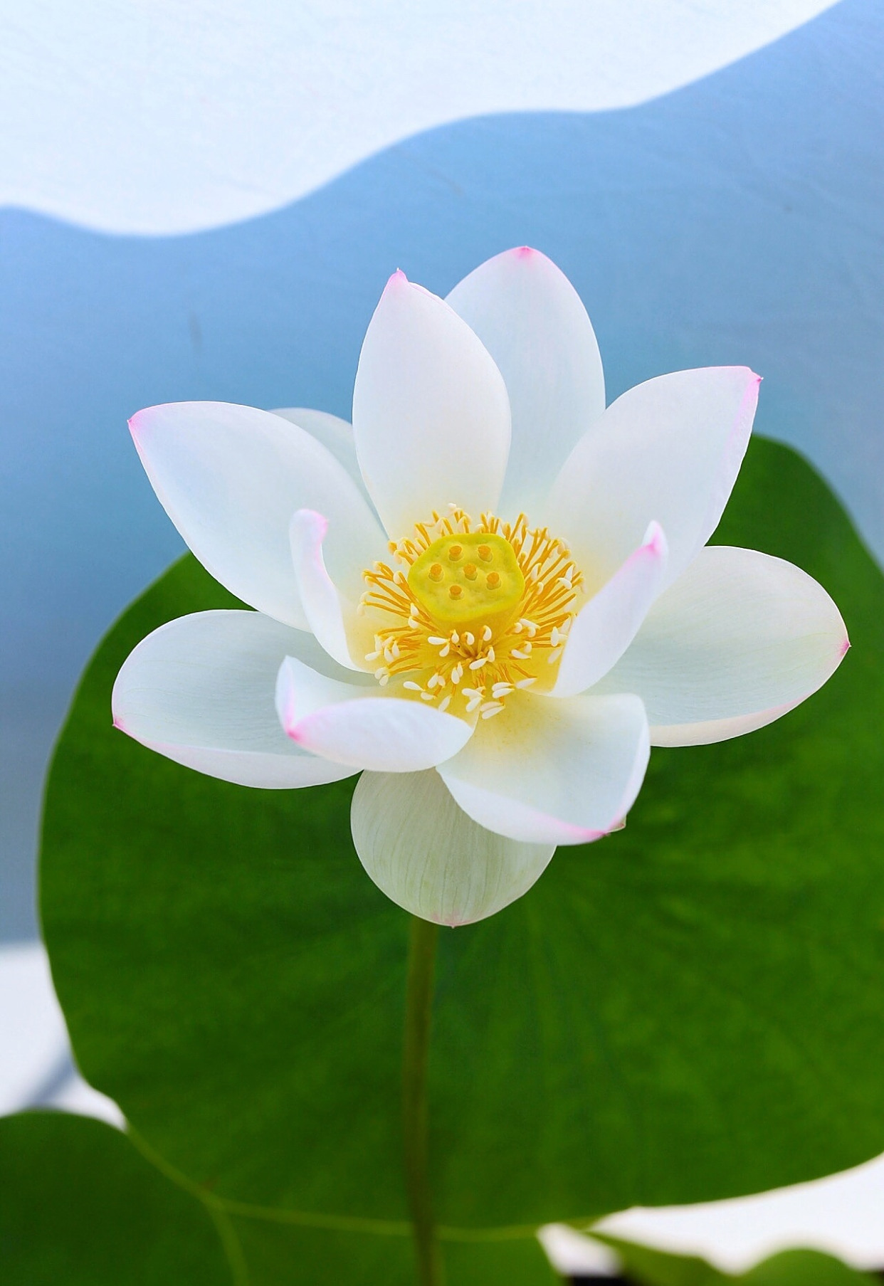 微型荷花—点绛唇,养护简单,花朵颜值高,丰花勤花,阳台也能养