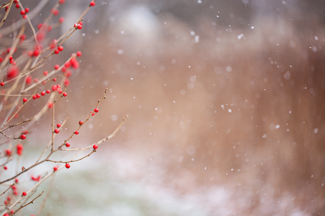 小雪花小雪花满天飞图片