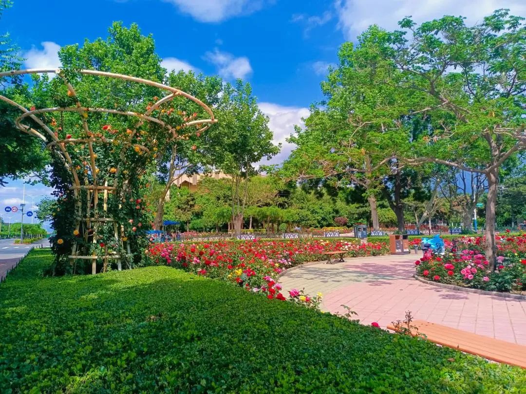 70万株月季花开,美了初夏的秦皇岛