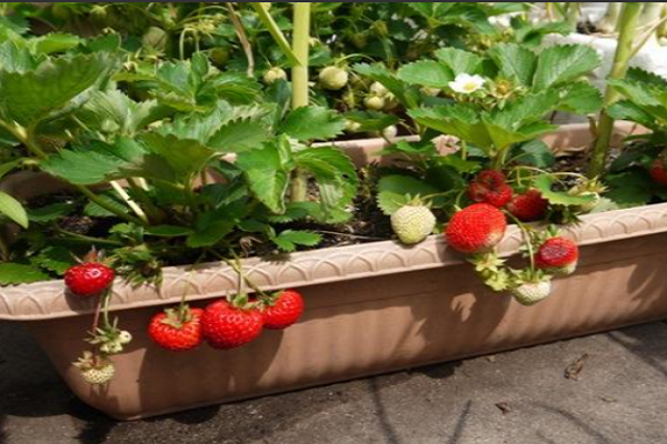 阳台种草莓的方法与技巧