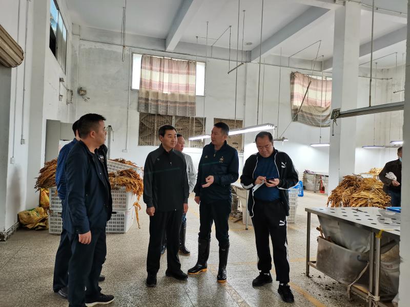 施秉县委书记肖俊到白垛乡调研烤烟收购工作