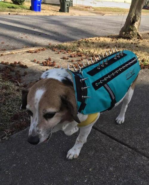 看这个狗子穿的护甲,就知道它不能随便摸