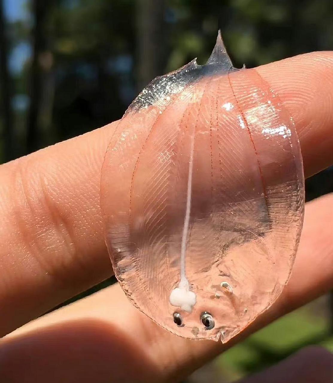 比目鱼宝宝小时候的样子vs长大后的样子