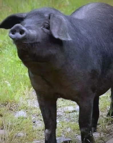 探秘健康营养的关中黑猪及黑猪肉