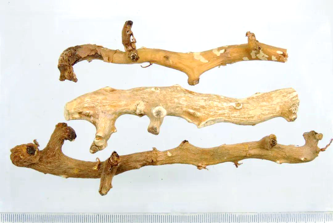 经过净制处理后的穿山龙,其厚片形态呈