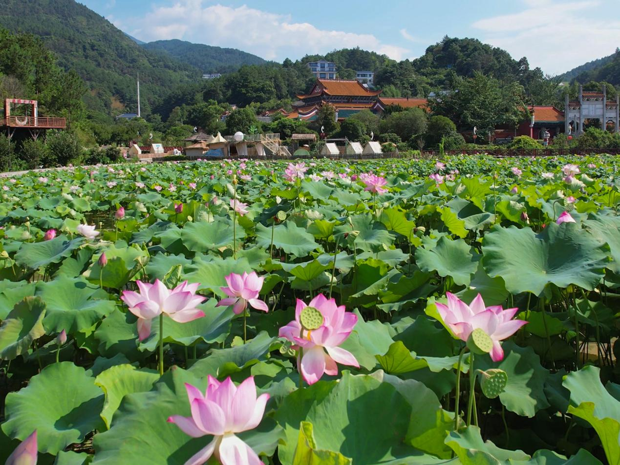 荷花的图片大全风景图片