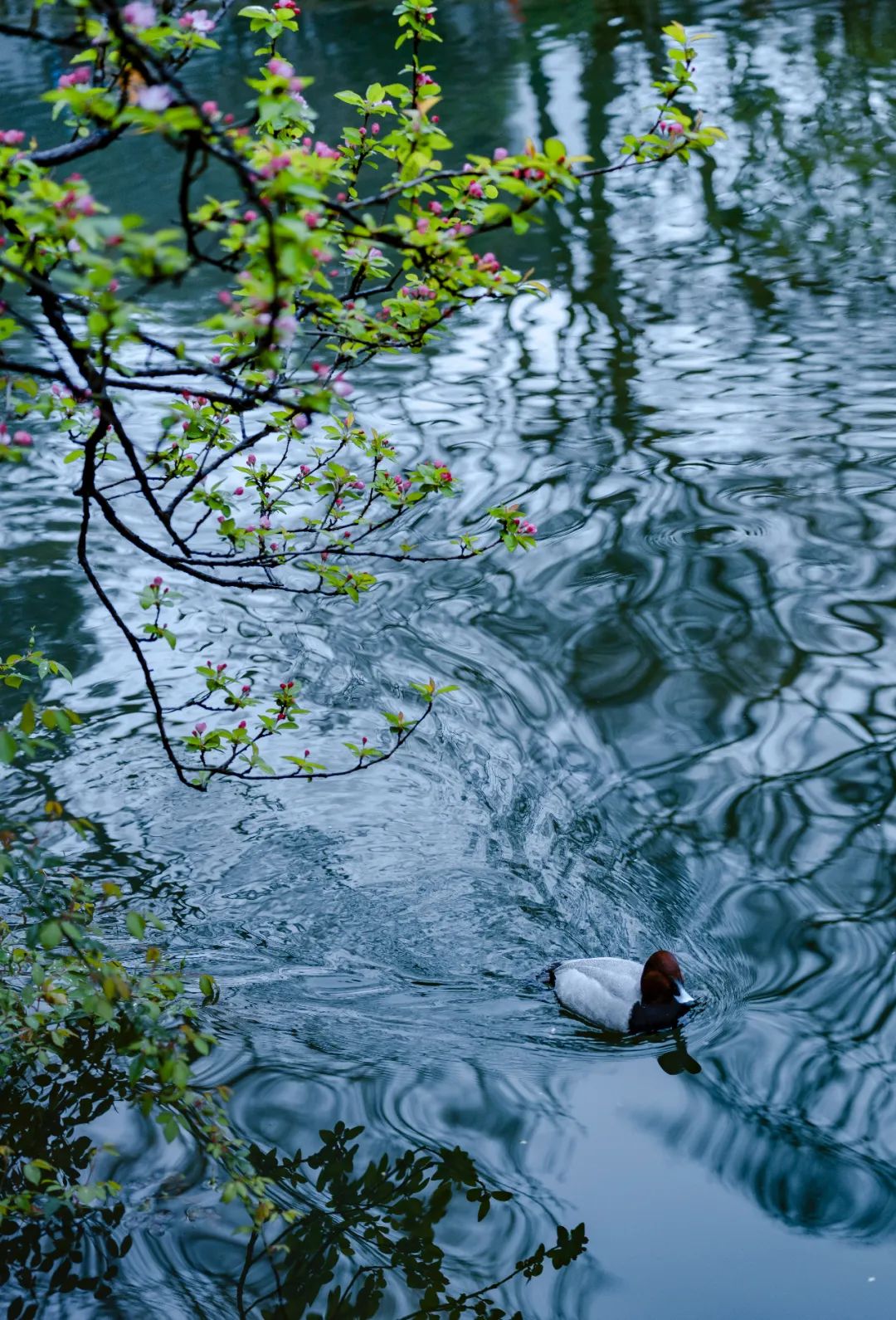 今日雨水