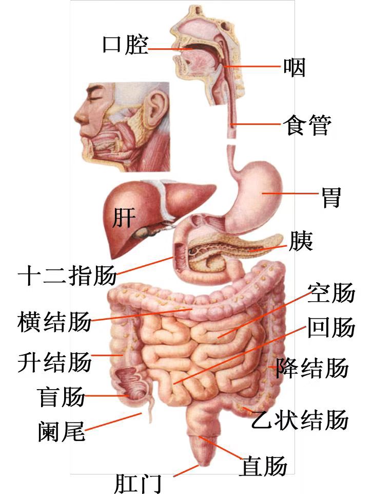 胃解剖图库图片