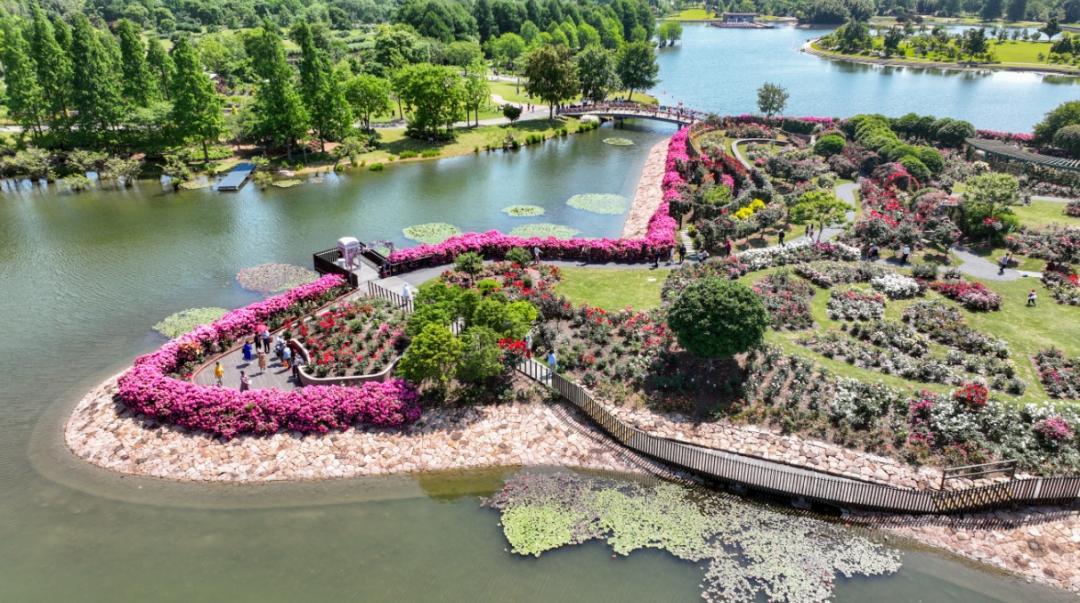 赏花好去处!辰山月季园进入最佳观赏期
