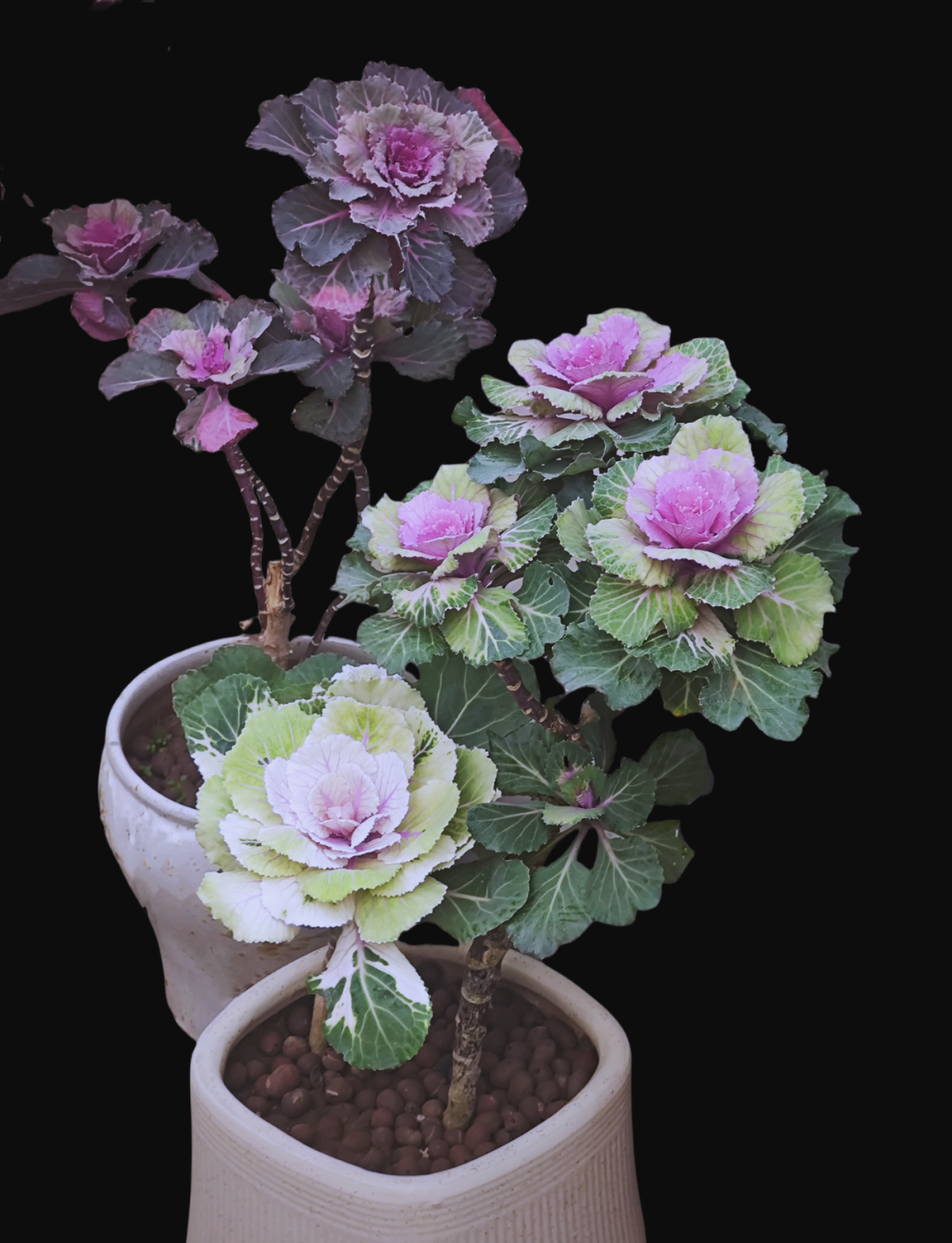 多彩羽衣甘蓝花,增添生活趣味与色彩