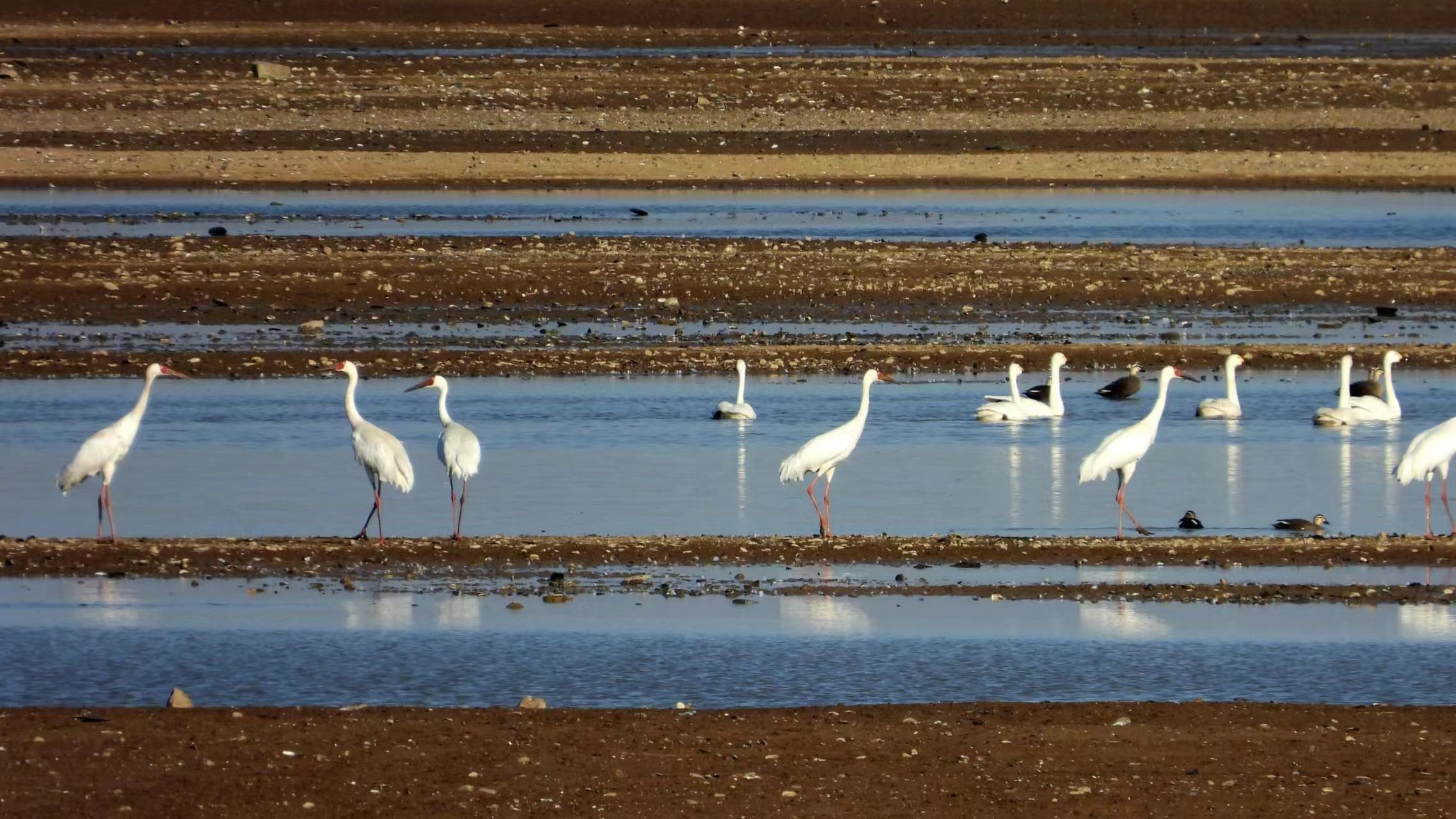 2023年首批越冬白鹤飞抵鄱阳湖