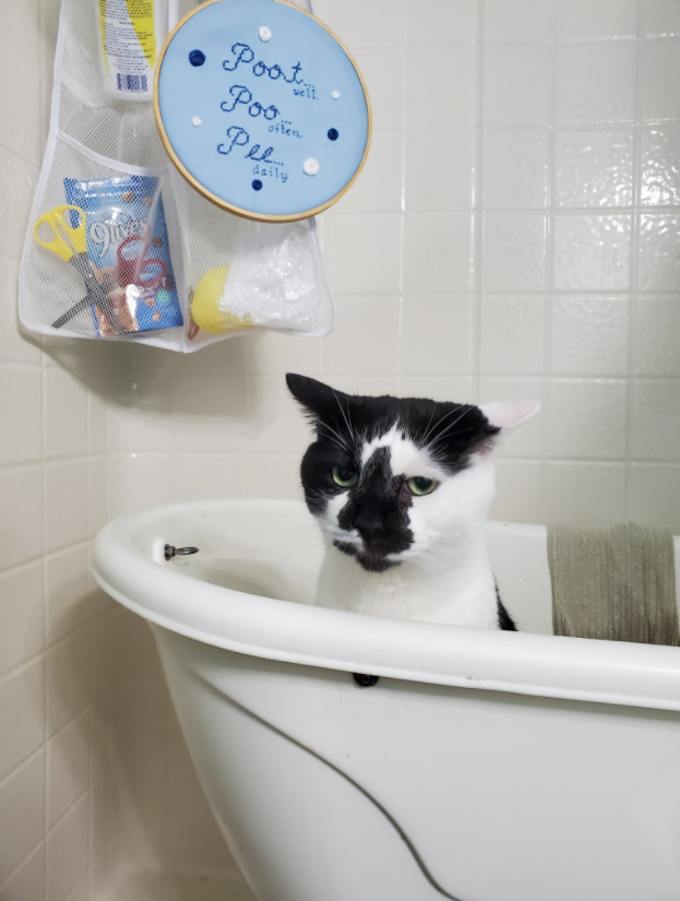 一只奶牛猫长得会有多潦草?看到第一只我就震惊了 一只奶牛猫长得会有多潦草?看到第一只我就震惊了