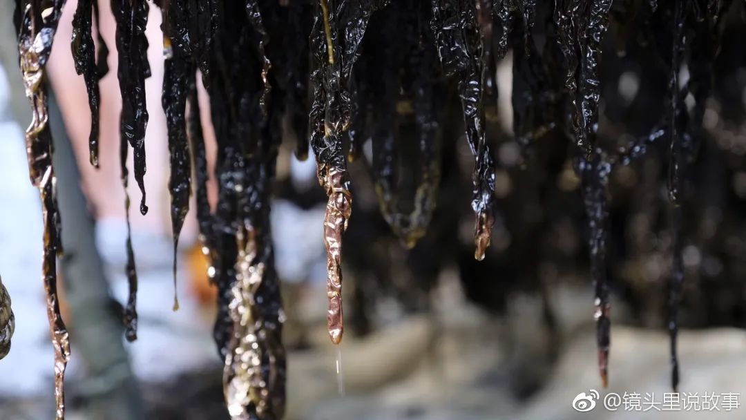 好料!终于等来东山头水紫菜新鲜上市啦!