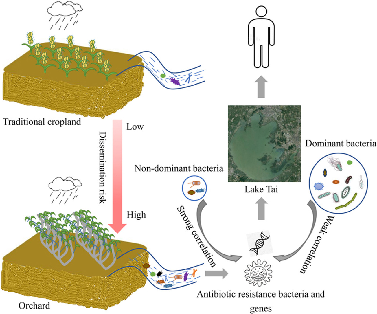 农业用地变化通过地表径流加剧太湖流域抗生素耐药性基因的传播