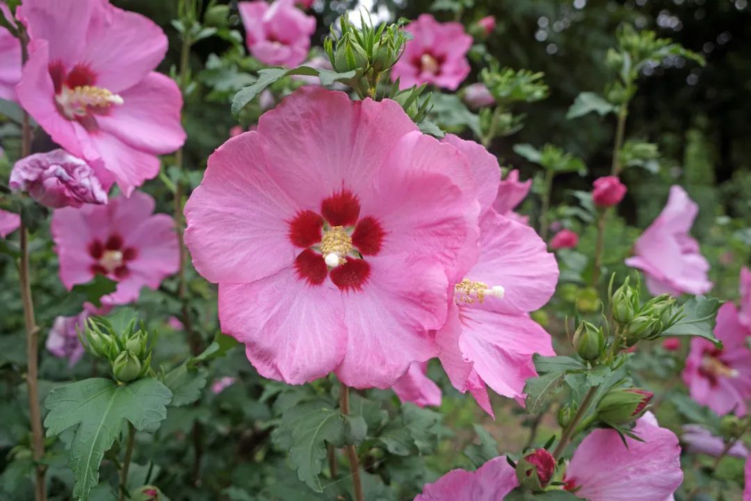 炎天众芳凋,木槿独凌铄