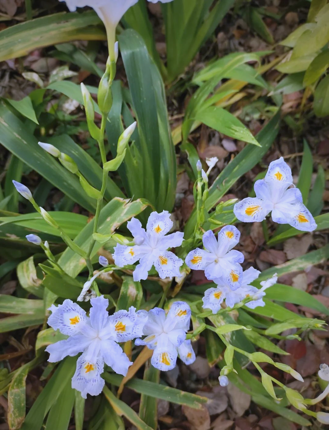 蝴蝶花:传递无尽的爱与思念