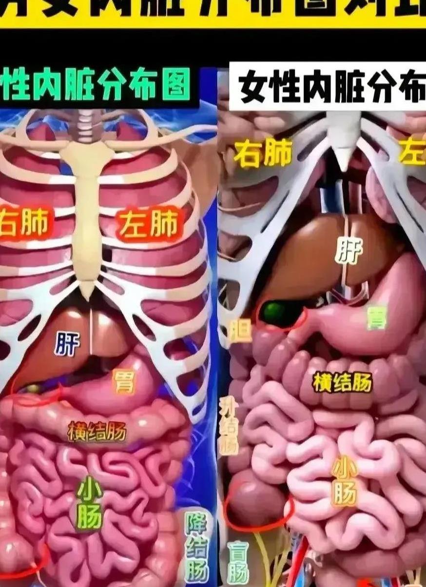 生物课本女性部位男女图片