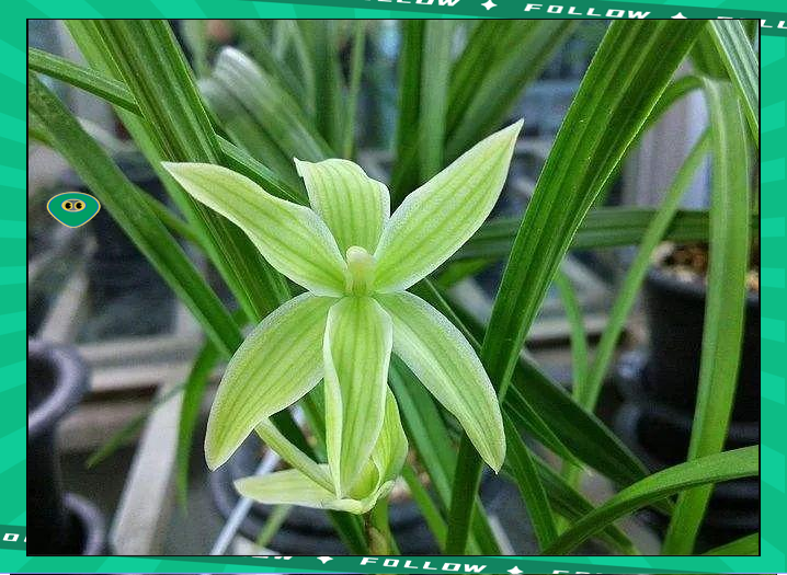 奇花素:莲瓣兰中素花珍品的精彩探索