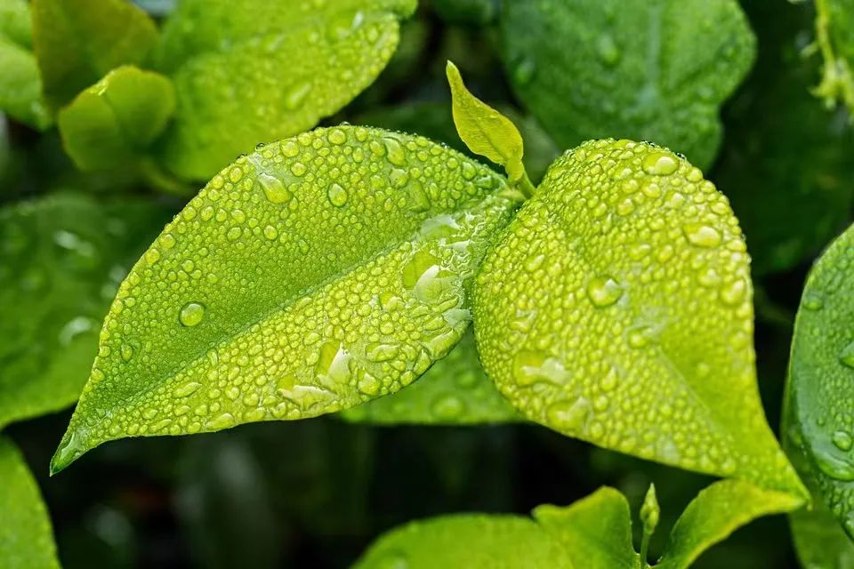 節氣穀雨萍水相逢雨生百穀