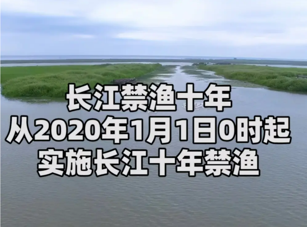 长江再现神秘物种—鳤,十年禁捕:若不保护,将无鱼可吃