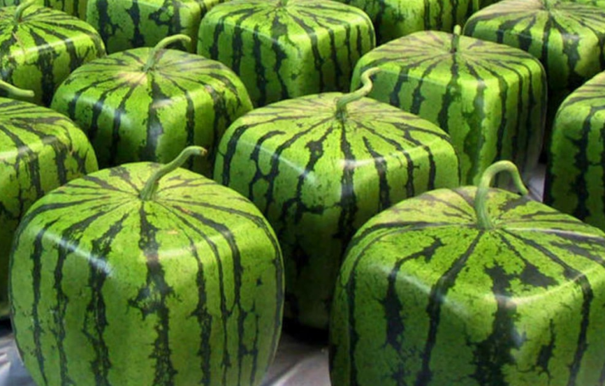 很奇葩的3种西瓜,最贵的3.8万一个,全吃过的是大佬无疑了