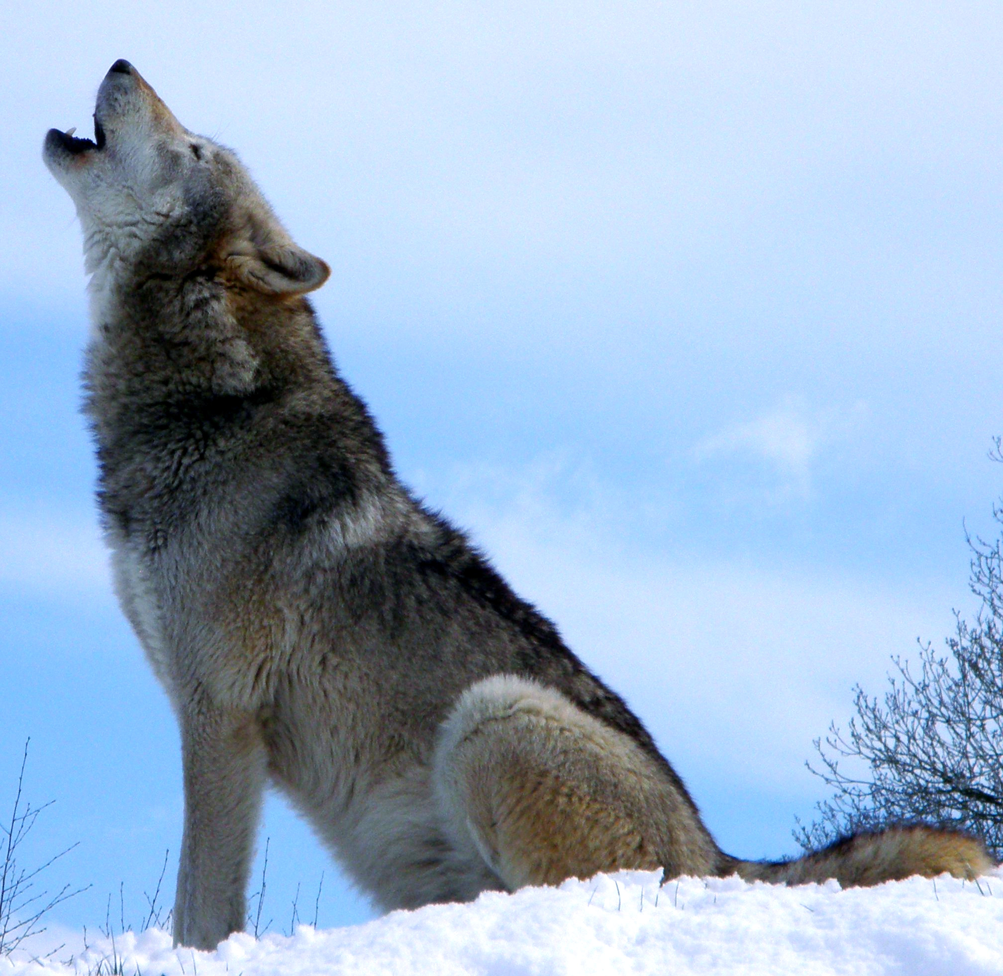 这种高度纪律性赋予了狼群强大的战斗力,使其能够应对数十甚至数百倍