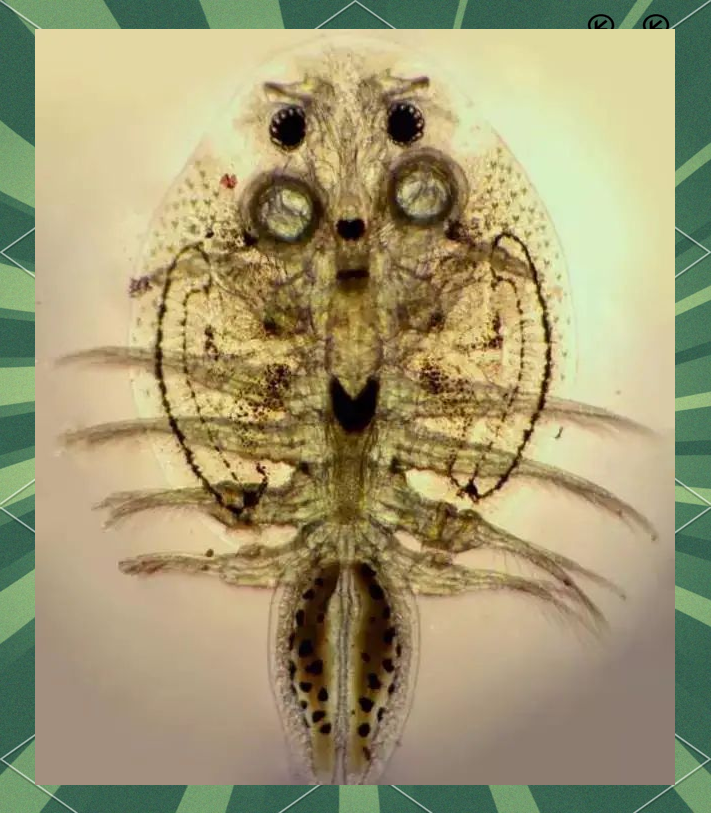 淡水大型鱼类寄生虫高清图片精选