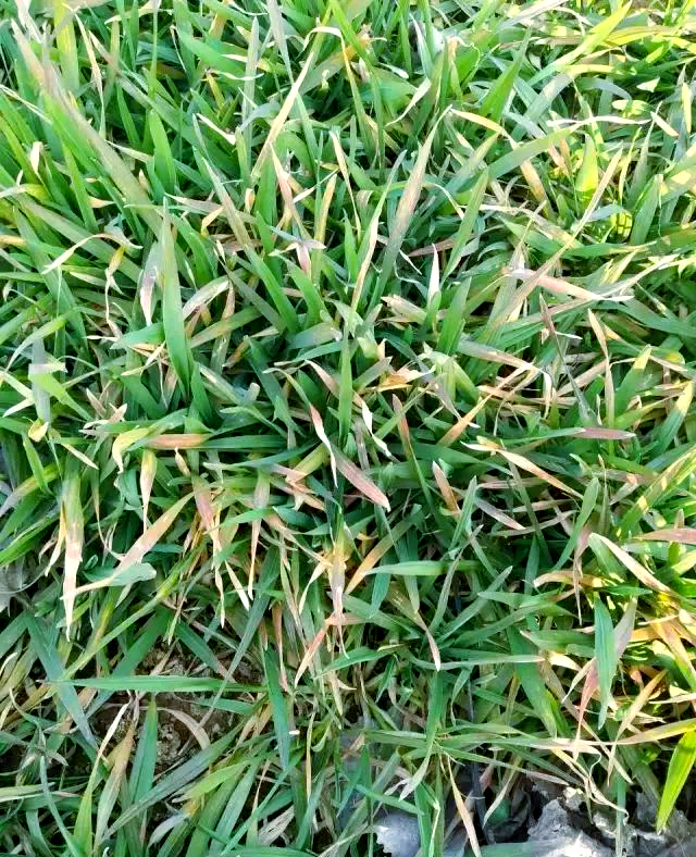 如果缺乏某些关键的营养元素,例如氮或磷,那么它们会表现出特定的一