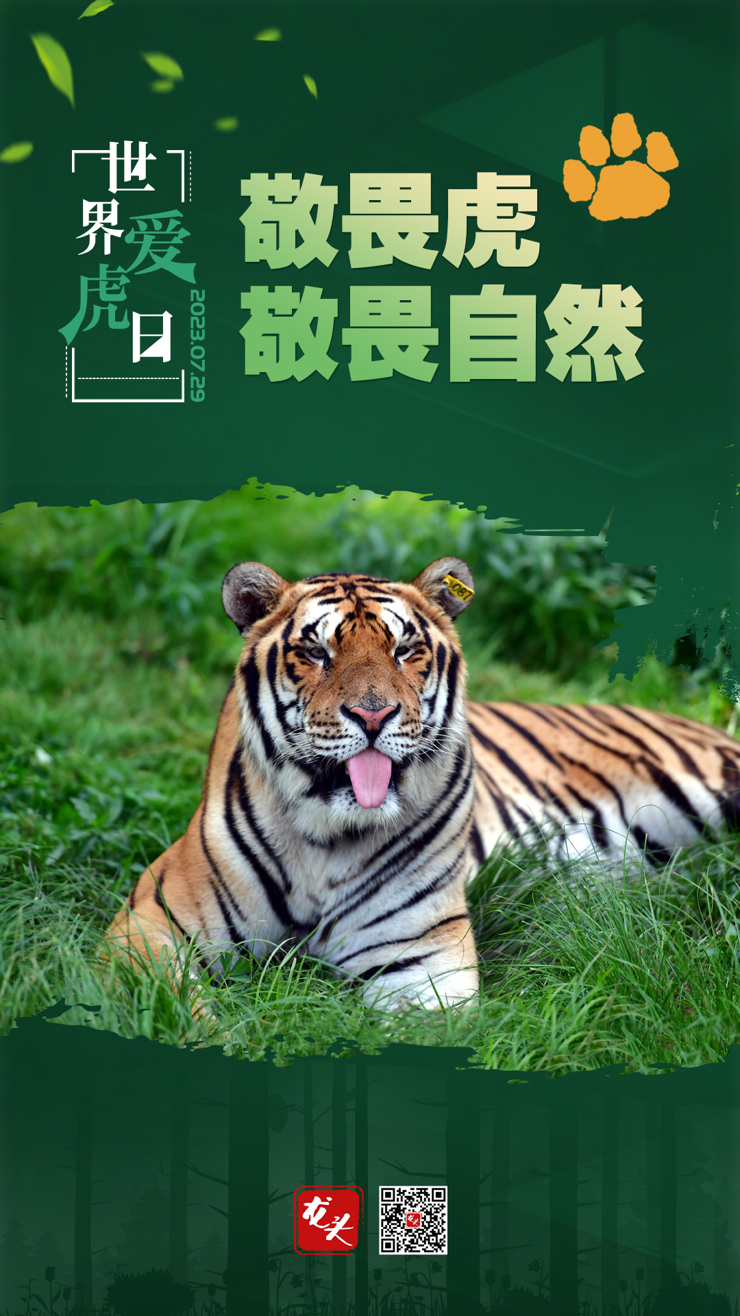 世界爱虎日|敬畏虎 敬畏自然
