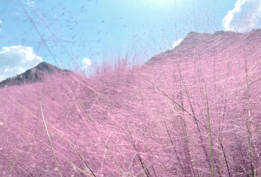 粉黛子花海:秋日浪漫的粉色海洋