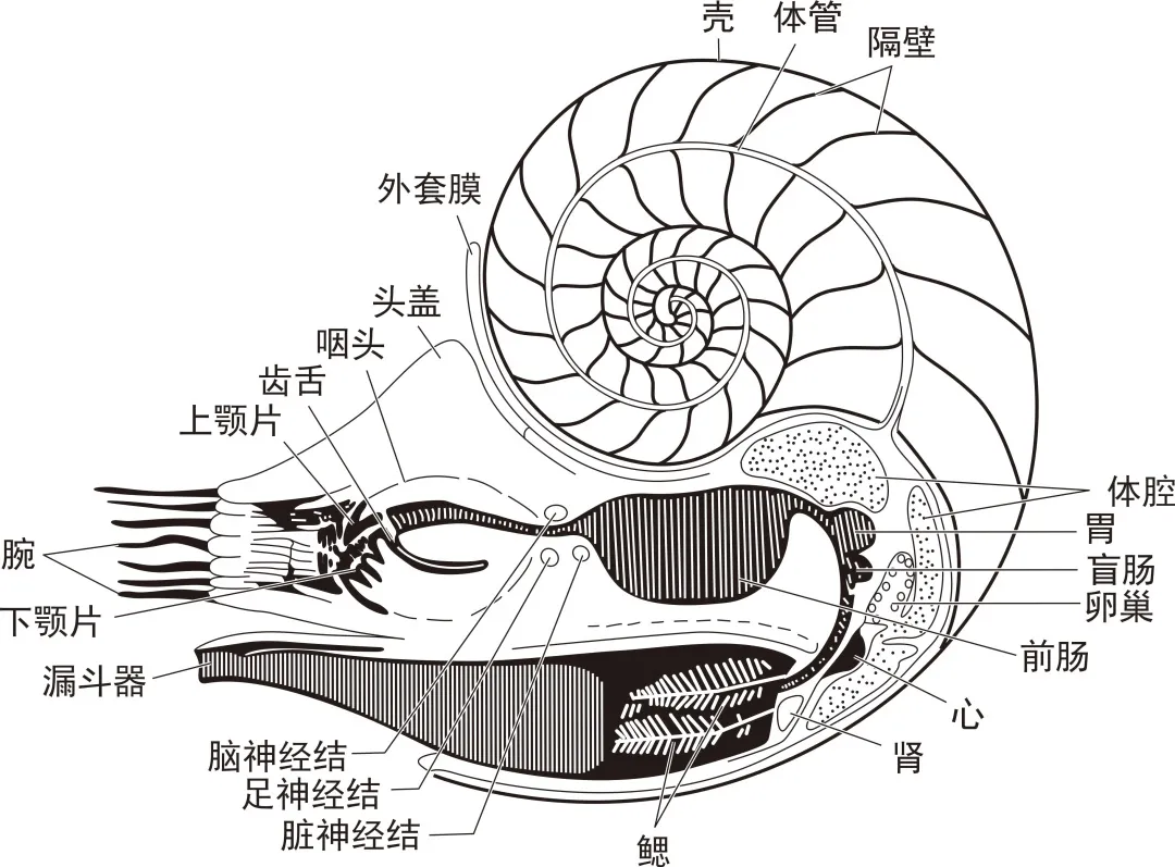 菊石化石结构图片