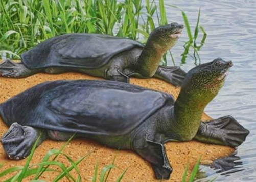 广东有人街头2000元卖"老鳖" 网友:别闹,这是人工养殖珍珠鳖