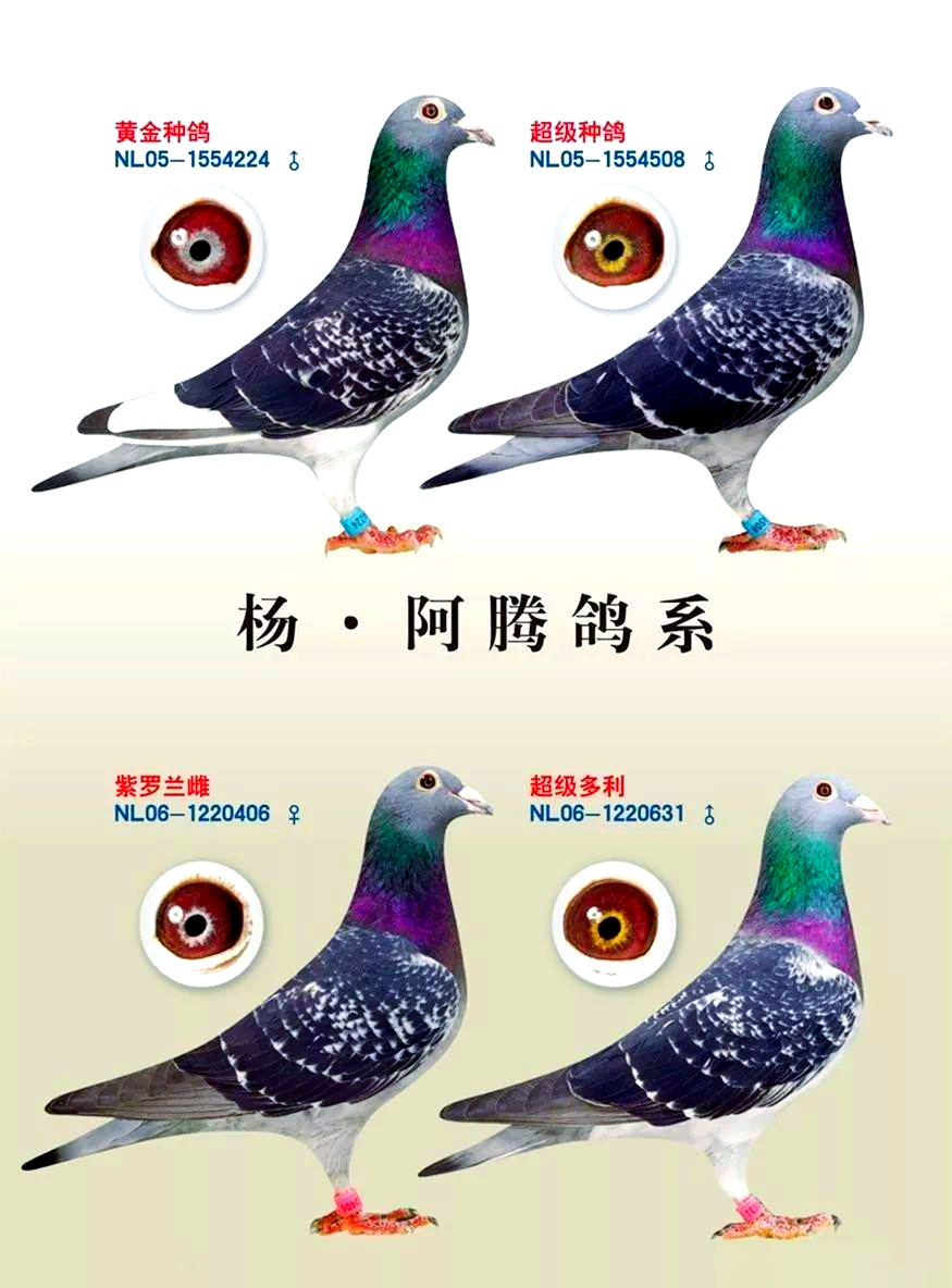 如何让杨阿腾鸽系在中距离赛场中脱颖而出