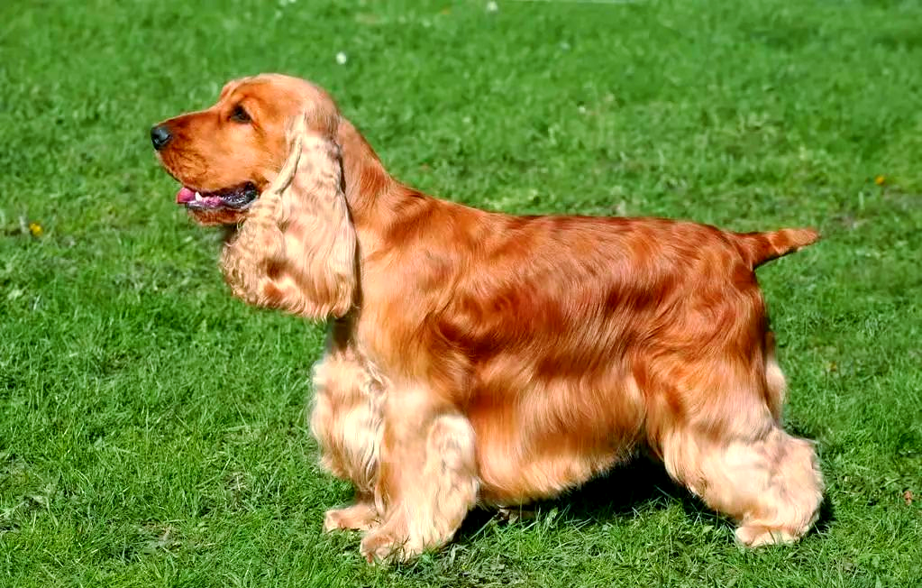 英国可卡犬:古老的陆地猎犬品种