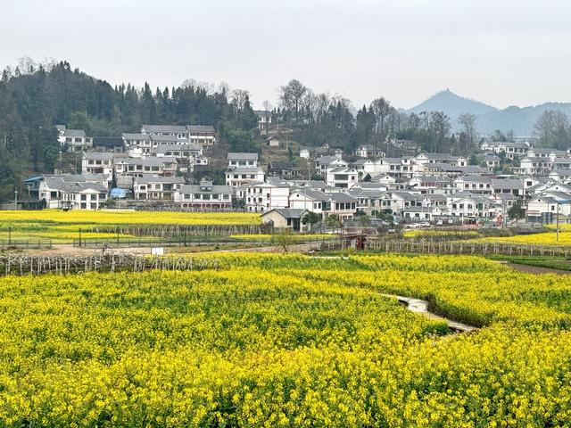 观山湖区百花湖镇下麦城村300余亩油菜花陆续绽放