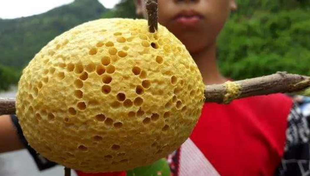 东南亚到处都是野生蜂巢,随便吃不要钱,忍不住吃到撑!