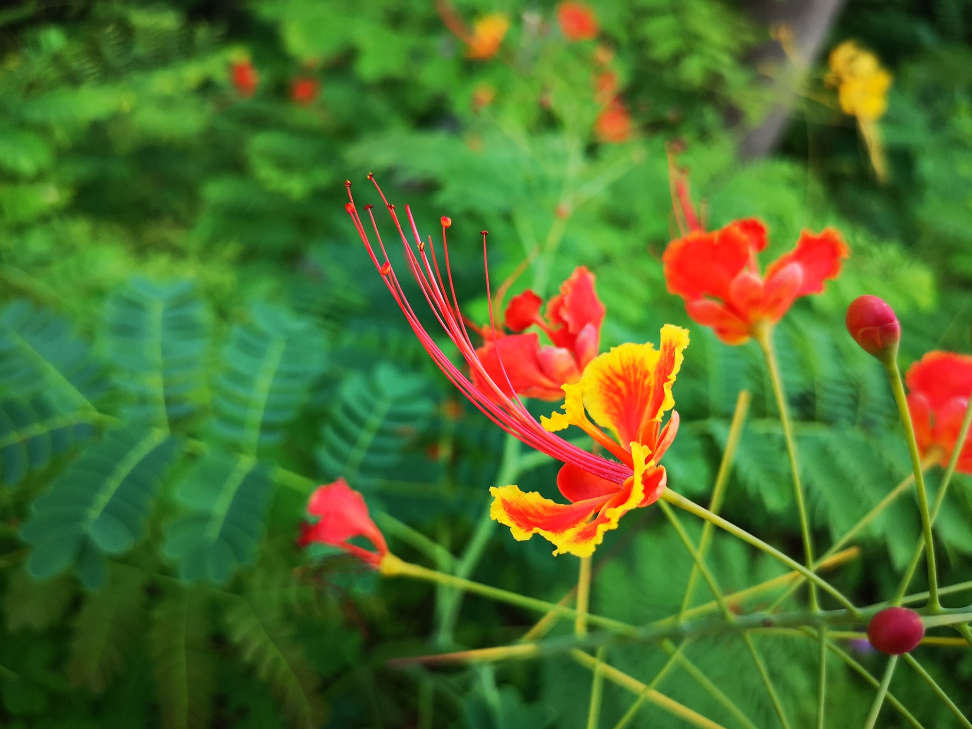 金凤花,如蝶如凤,随风翩跹