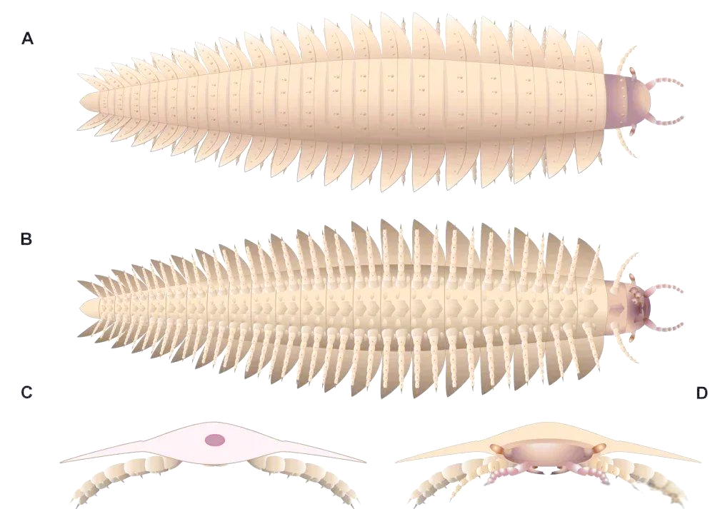 「地球演义」新篇章:节胸蜈蚣化石揭秘,远古巨虫形象逐渐清晰