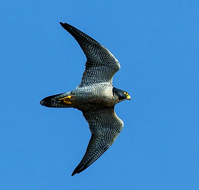 「鸟类特征探秘」翼展的多样性及其飞行影响